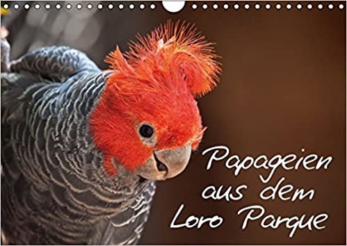 Papageien im Loro Parque (Wandkalender 2017 DIN A4 quer): Bildkalender mit Motiven aus dem Loro Parque (Monatskalender, 14 Seiten ) (CALVENDO Tiere)