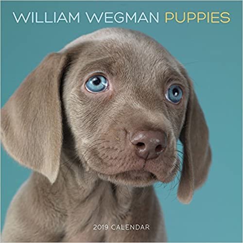 William Wegman Puppies 2019 Wall Calendar indir
