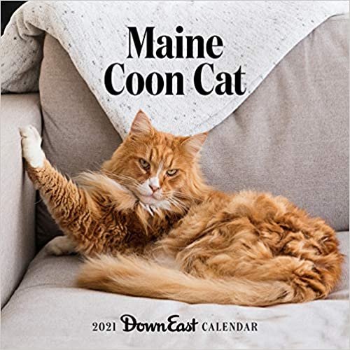 Maine Coon Cat 2021 Calendar