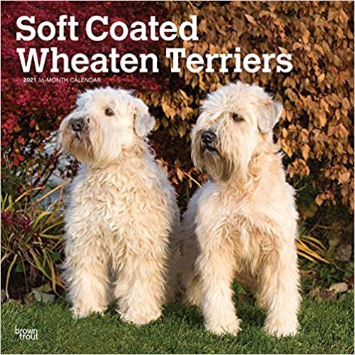 Soft-Coated Wheaten Terriers - Wheaten Terrier 2021