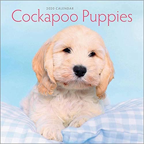 Cockapoo Puppies Mini Square Wall Calendar 2020 indir