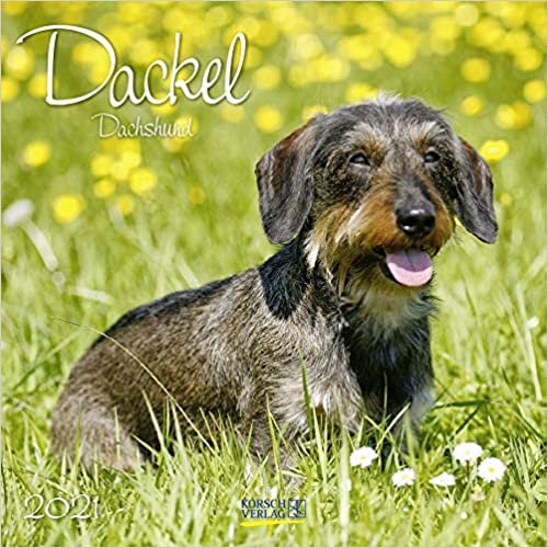 Dackel 2021: Broschürenkalender mit Ferienterminen. Hunde-Kalender indir