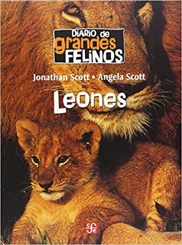 Diario de Grandes Felinos: Leones = Lions