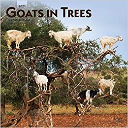 Goats in Trees - Ziegen auf Bäumen 2021 - 16-Monatskalender: Original BrownTrout-Kalender [Mehrsprachig] [Kalender] (Wall-Kalender) indir