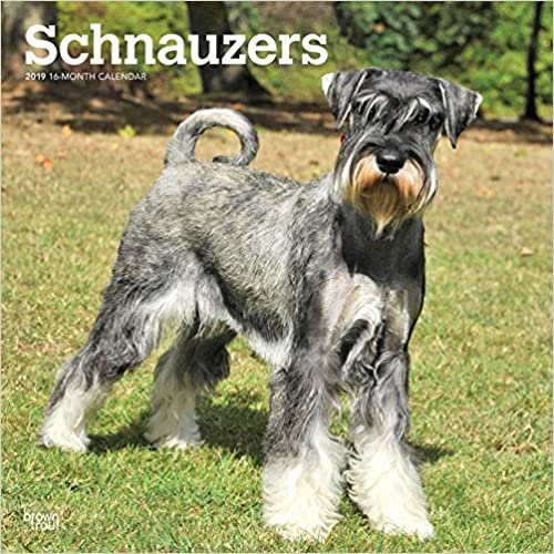 Schnauzers International Edition 2019 Square Wall Calendar