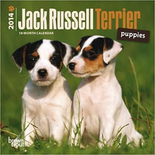 Jack Russell Terrier Puppies 2014 Mini
