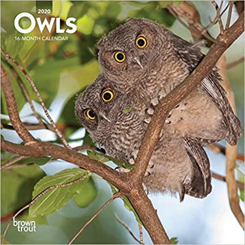 Owls 2020 Mini Wall Calendar