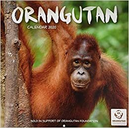 Orangutan - Orang-Utans 2020