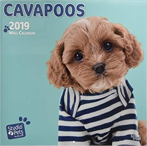 Cavapoos 2019 - 18-Monatskalender: Original Myrna-Kalender