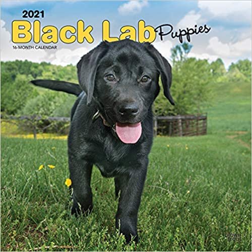 Black Labrador Puppies - Schwarze Labradorwelpen 2021 - 18-Monatskalender: Original BrownTrout-Kalender, mit freier DogDays-App