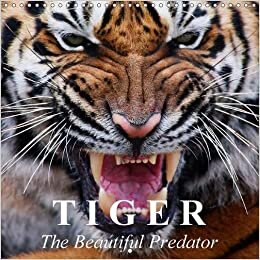 Tiger * The Beautiful Predator 2016: One of the most majestic animals in the entire world. (Calvendo Animals)