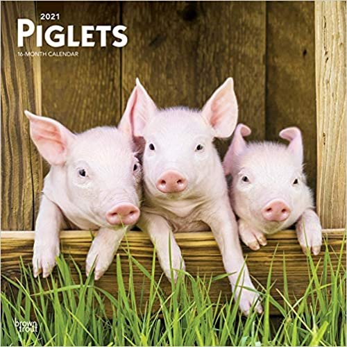 Piglets - Ferkel Schweine 2021- 16-Monatskalender: Original Brown Trout-Kalender [Mehrsprachig] [Kalender] (Wall-Kalender) indir