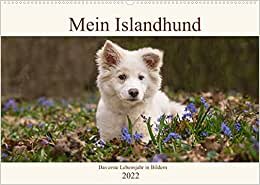 Mein Islandhund - das erste Lebensjahr in Bildern (Wandkalender 2022 DIN A2 quer): Bilddokumentation der Entwicklung meines Islandhundes Djarfur vom ... (Monatskalender, 14 Seiten ) (CALVENDO Tiere)