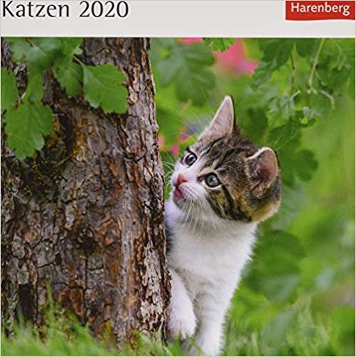 Katzen 2020