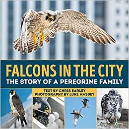 Falcons in the City: The Story of a Peregrine Family indir