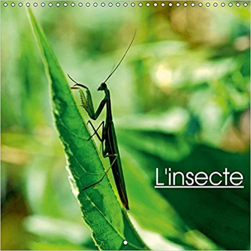 L'insecte (Calendrier mural 2018 300 × 300 mm Square): L'univers des insectes (Calendrier mensuel, 14 Pages ) (Calvendo Nature)