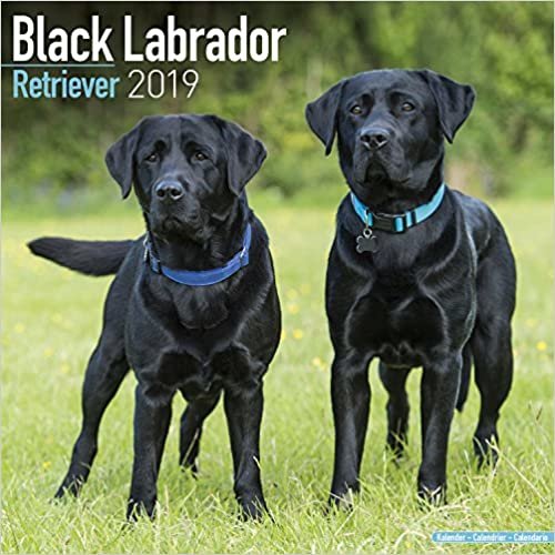 Black Labrador Retriever Calendar 2019