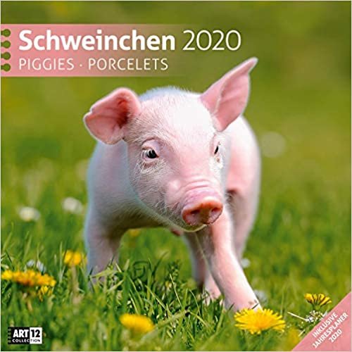 Schweinchen 2020 Broschürenkalender indir