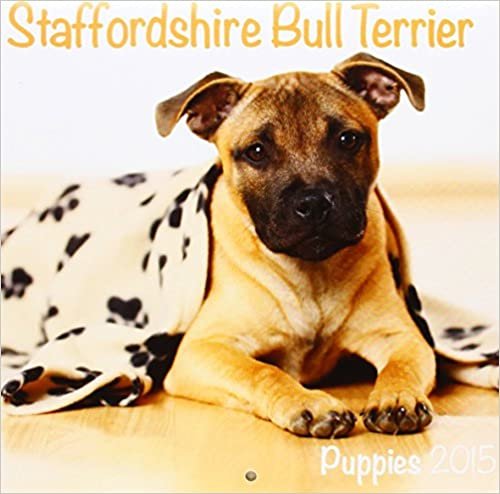 Staffordshire Bull Terrier (Mini) 2015 indir