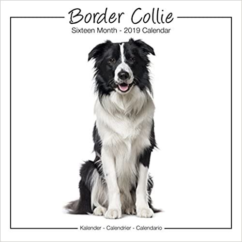 Border Collie Studio Calendar 2019
