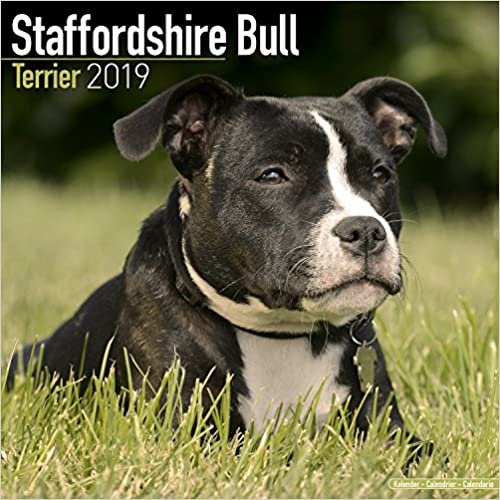 Staffordshire Bull Terrier Calendar 2019 indir