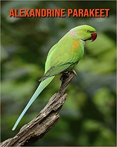 Alexandrine Parakeet: Amazing Pictures and Facts About Alexandrine Parakeet