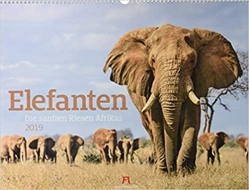 Elefanten 2019: Die sanften Riesen Afrikas indir