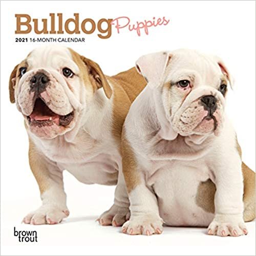 Bulldog Puppies 2021 Calendar