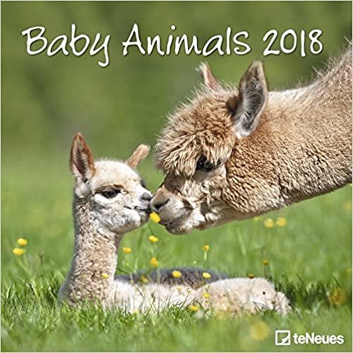 2018 Baby Animals Calendar- teNeues Grid Calendar- Animal Calendar- 30 x 30 cm indir