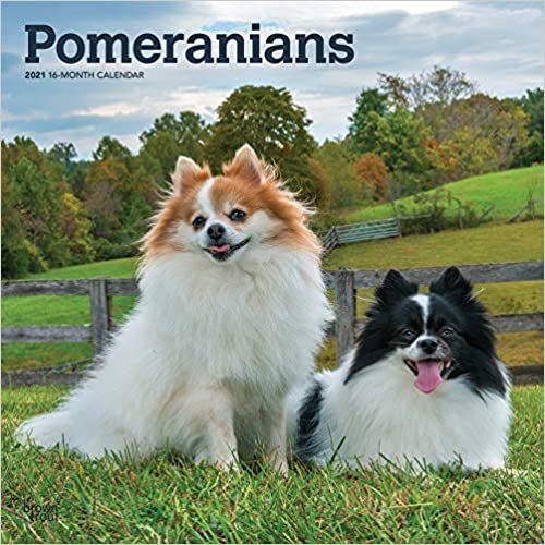 Pomeranians - Zwergspitze 2021 - 18-Monatskalender mit freier DogDays-App: Original BrownTrout-Kalender [Mehrsprachig] [Kalender] indir