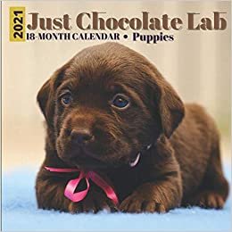 Just Chocolate Lab 18 Month Calender 2021Puppies: 2021 Wall Calendar: Dog Breed Calendar , Animals Dog Breeds Retriever Puppy