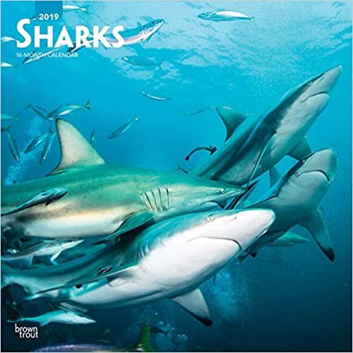 Sharks 2019 Square Wall Calendar indir
