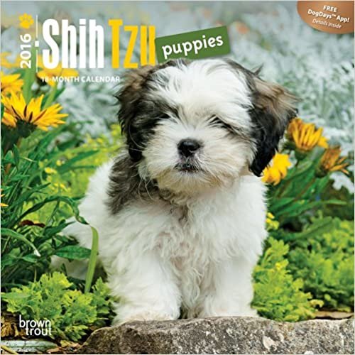 Shih Tzu Puppies 2016 Calendar