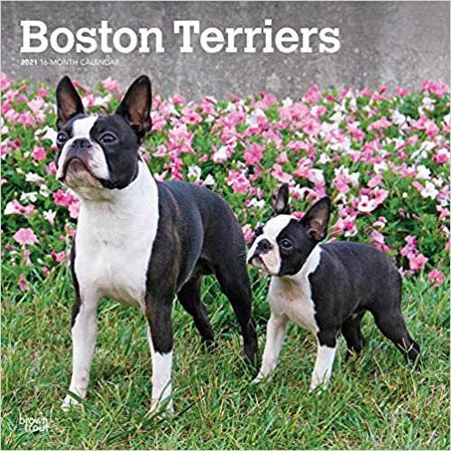 Boston Terriers 2021 - 18-Monatskalender mit freier DogDays-