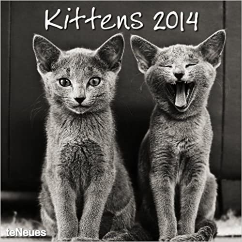 2014 Kittens