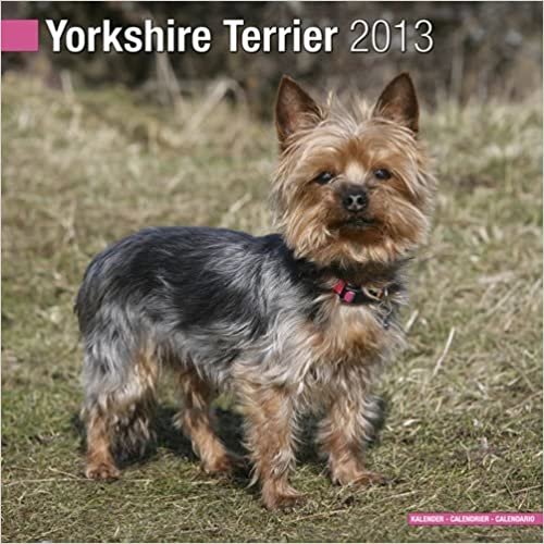 Yorkshire Terrier W 2013