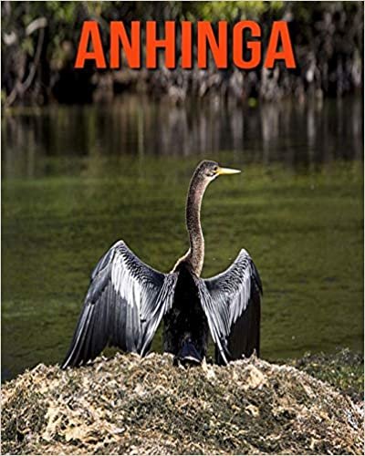 Anhinga: Amazing Pictures and Facts About Anhinga
