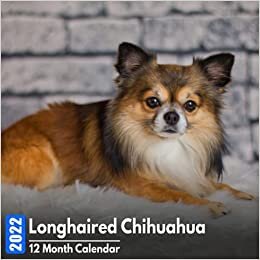 Calendar 2022 Longhaired Chihuahua: Cute Longhaired Chihuahuas Photos Mini Calendar a Monthly Square Book Planner With Inspirational Quotes each Month