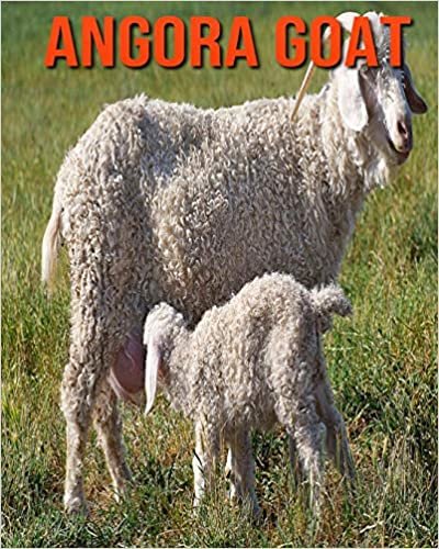 Angora Goat: Fascinating Angora Goat Facts for Kids with Stunning Pictures!