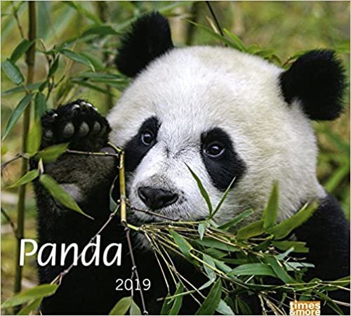 times&more Panda Bildkalender 2019 indir