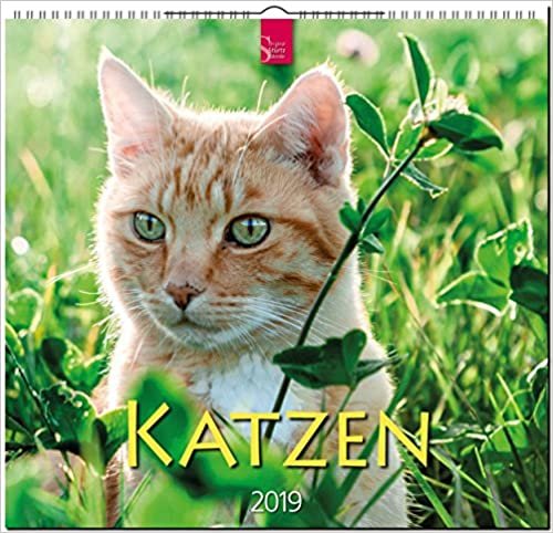 Katzen 2019: Mittelformat-Kalender