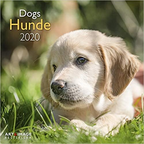 Hunde - Dogs 2020 Broschürenkalender