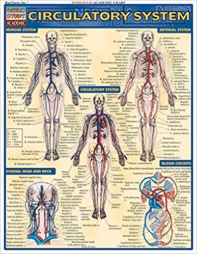 Circulatory System (Quickstudy: Academic)