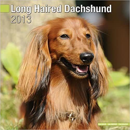 Dachshund Longhaired W 2013