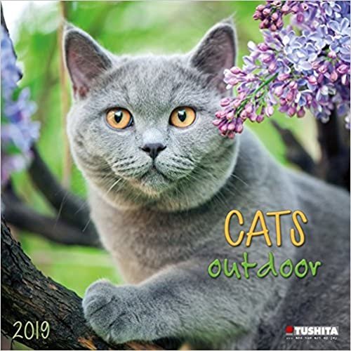 Cats Outdoors 2019 (WONDERFUL WORLD)