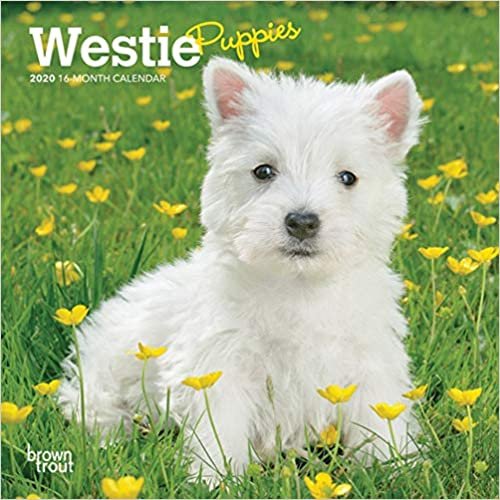 West Highland White Terrier Puppies 2020 Mini Wall Calendar
