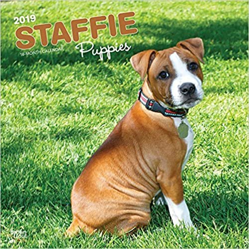 Staffordshire Bull Terrier Puppies - Staffordshire Bull Terrier Welpen 2019 - 18-Monatskalender mit freier DogDays-App (Wall-Kalender)