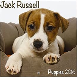 Jack Russell Puppies M 2016 Calendar (Mini)
