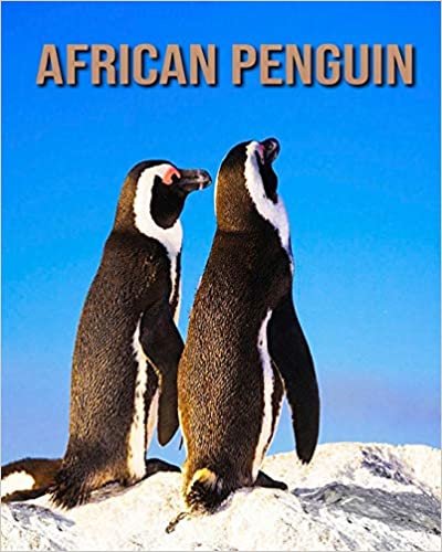African penguin: Amazing Pictures and Facts About African penguin