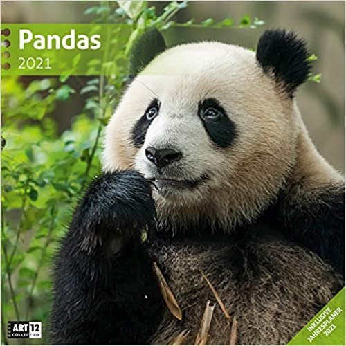 Pandas 2021 Broschürenkalender